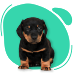Cachorro salsishinha filhote