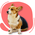 Cachorrinho fofo com cara de desconfiado