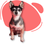 Cachorrinha fofa idosa