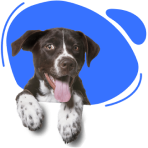 Filhote de cachorro fofinho com a lingua de fora